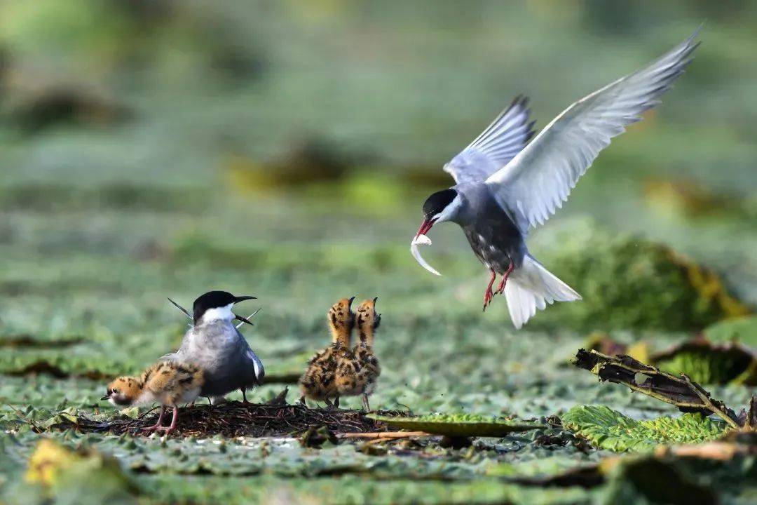 中國始終堅持生物多樣性保護(hù)，為國際社會樹立典范